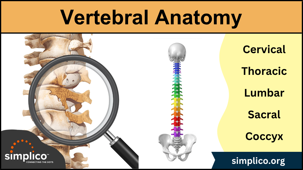 Vertebral Column Anatomy: Cervical, Thoracic, Lumbar, Sacral Spine