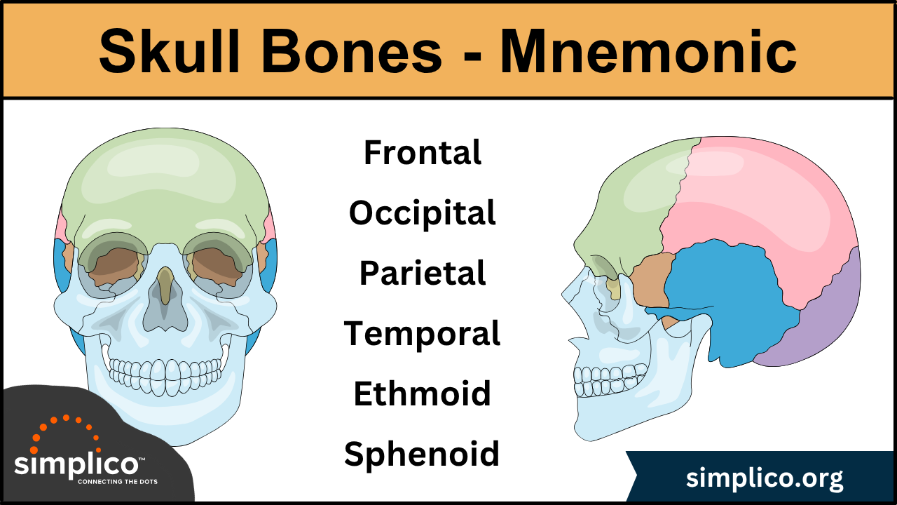 Cranial Bones of the Skull: Labeled Diagram, Anatomy, Sutures, Mnemonic