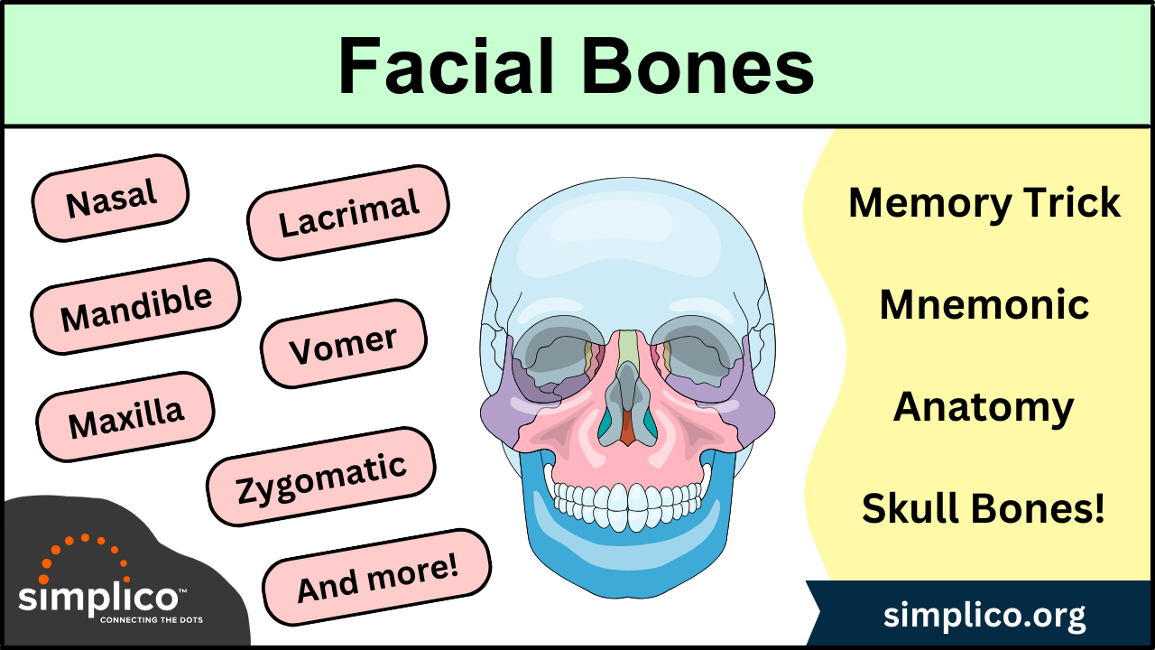 Facial Bones of the Skull: Labeled Diagram, Anatomy, Structure, Mnemonic
