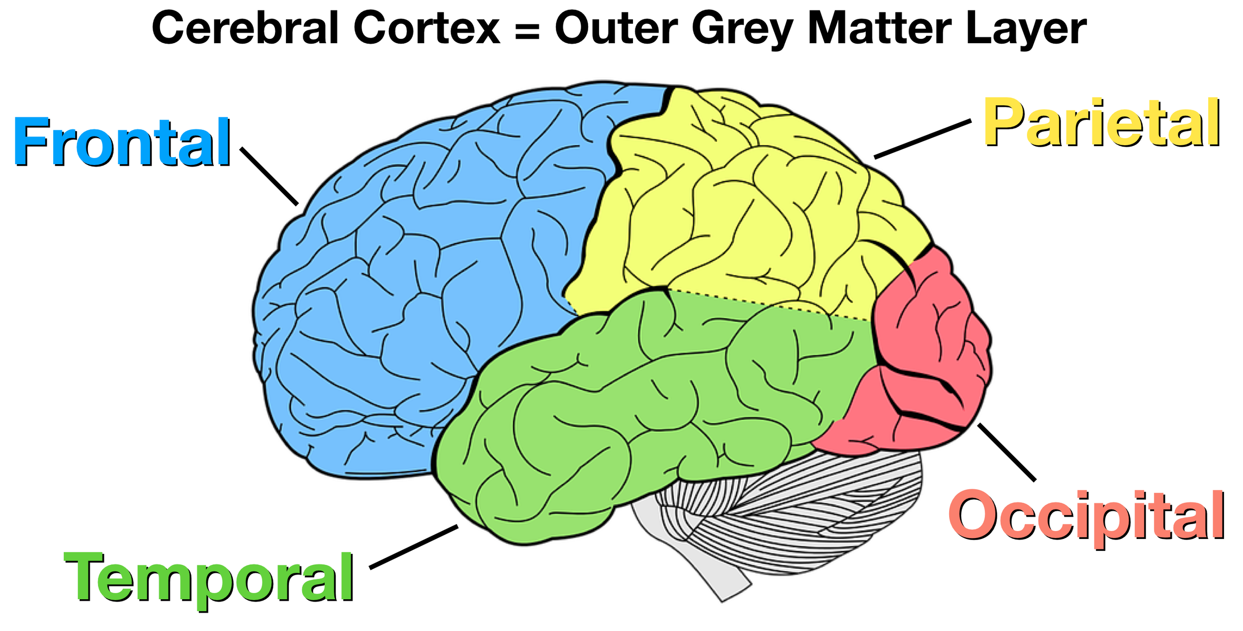 Lobes of the Brain: Cerebral Cortex Anatomy, Function, Labeled Diagram
