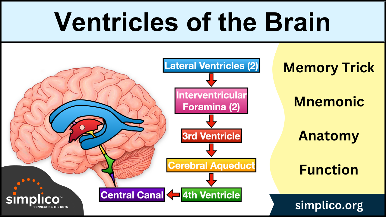 Ventricles of the Brain: Anatomy, Labeled Diagram, Function, CSF Flow