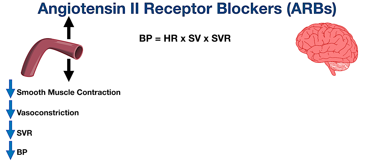 Blocking angiotensin II receptors with an ARB results in decreased smooth muscle contraction, decreased vasoconstriction, decreased systemic vascular resistance (SVR), and decreased blood pressure (BP).