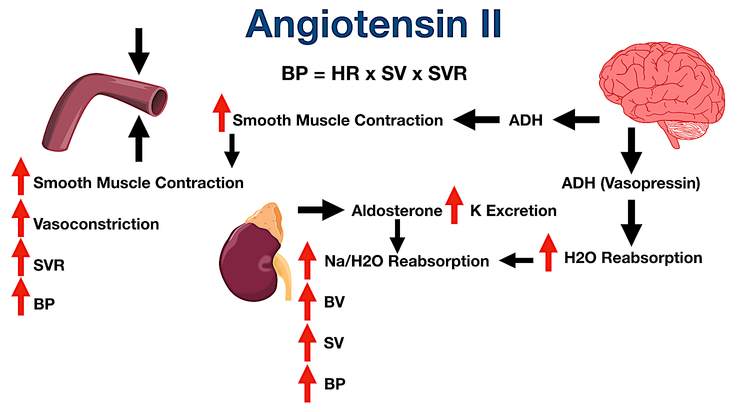 Angiotensin II Receptor Blockers (ARBs): Drug List, Example Meds, Side ...