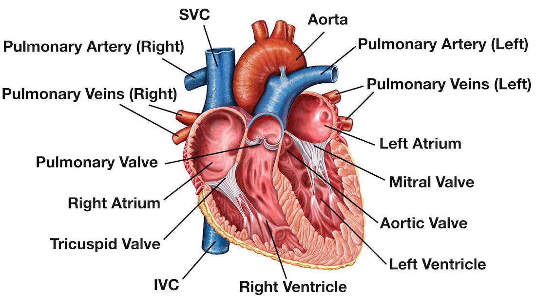 Diagram: Anatomy of the heart and main cardiac structures including the heart valves, chambers (atria and ventricles), and great vessels.
