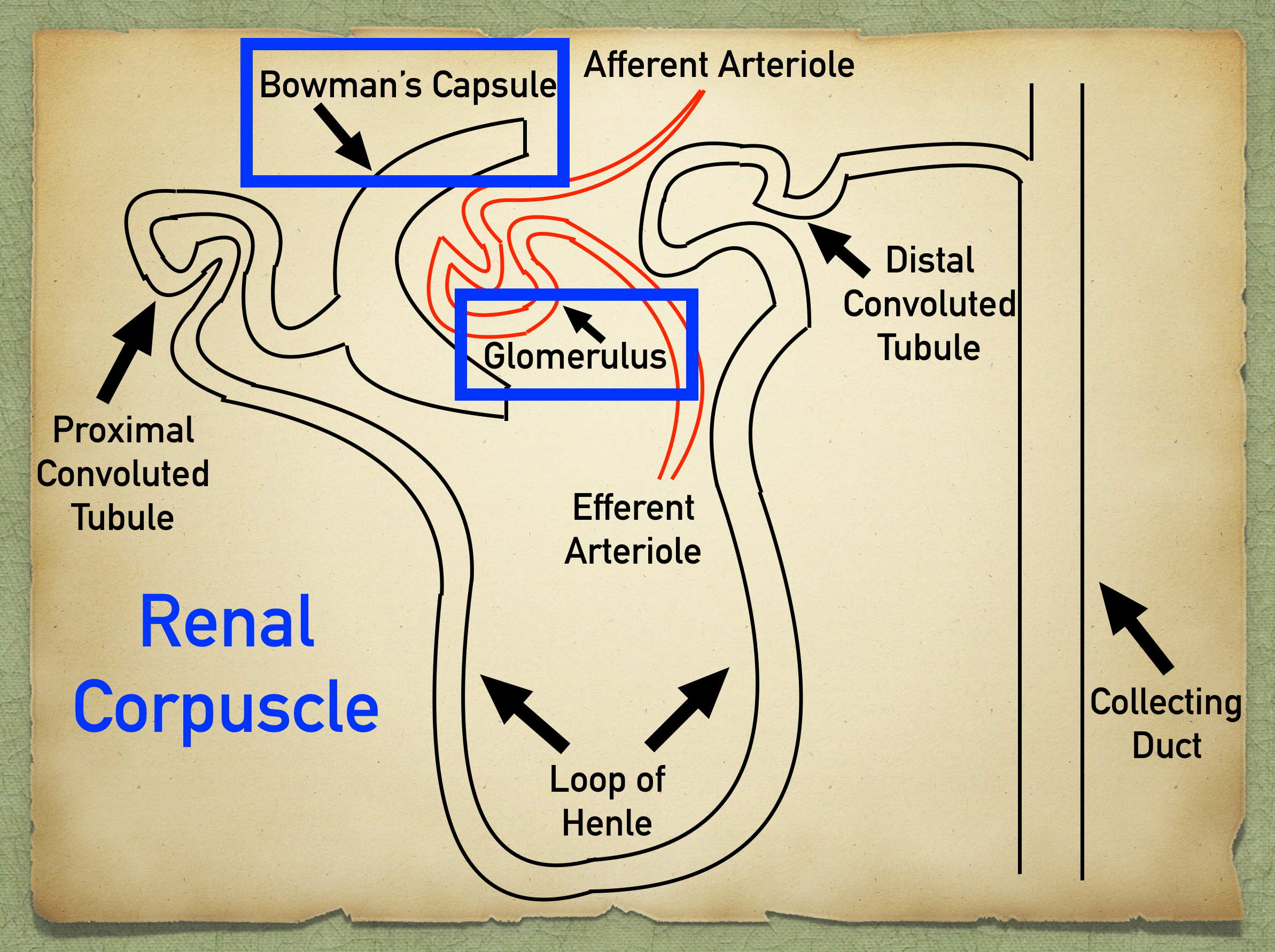 The renal corpuscle, the first part of the nephron, consists of the glomerulus and Bowman’s capsule. It serves as a bridge connecting the vasculature and the urinary system.