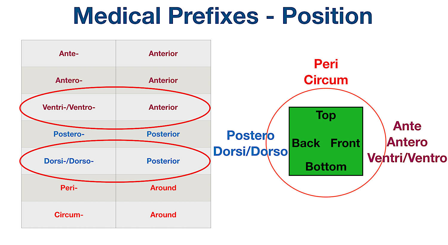 body cavities anterior ventral posterior dorsal medical prefix