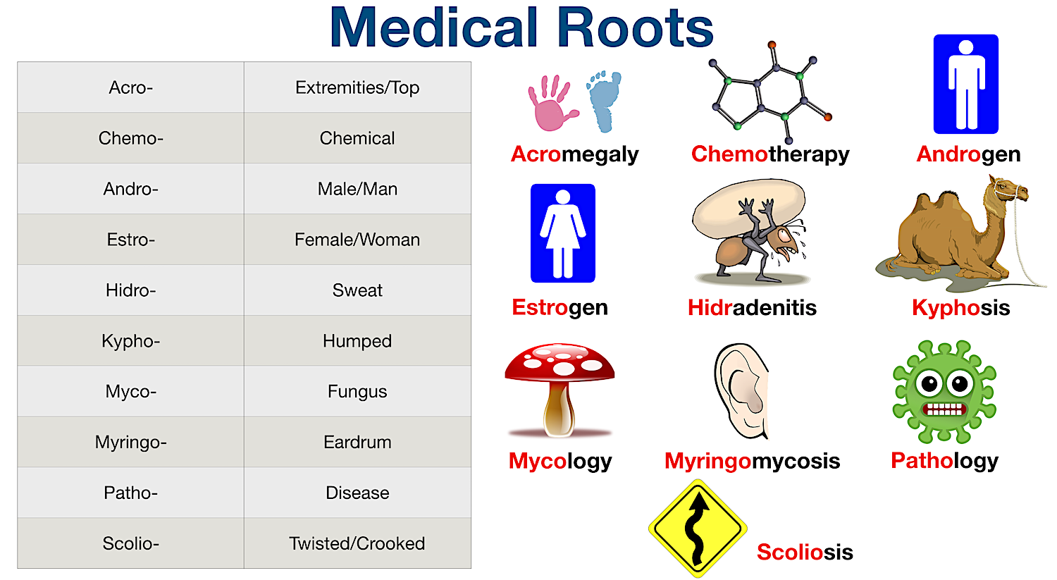 Medical Terminology: List of common root words and examples