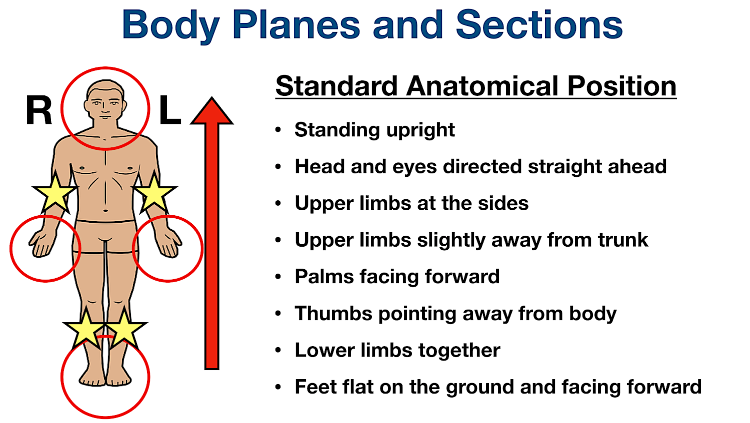 anatomical position definition body planes sections directional terms diagram