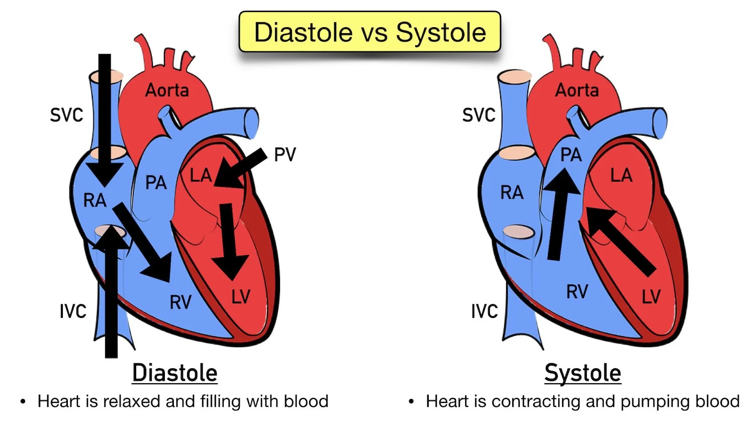 diastole vs systole cardiac cycle heart ecg waveform