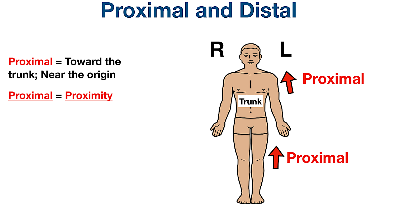 anatomical position directional terms proximal definition example labeled diagram