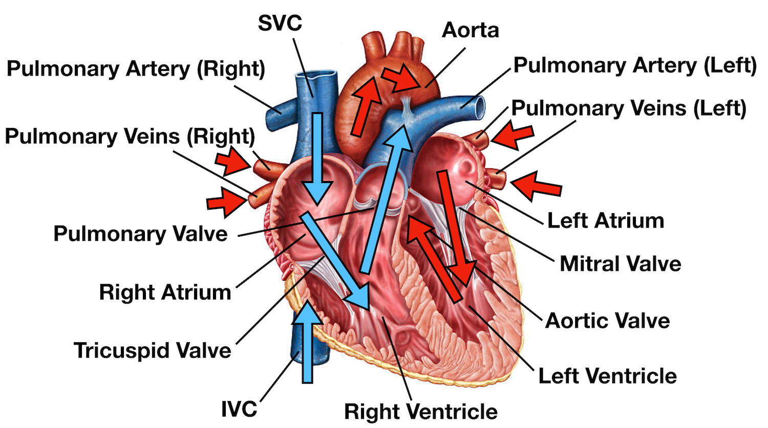 Diagram: Blue arrows demonstrate flow of deoxygenated blood through the right side of the heart. Red arrows demonstrate flow of oxygenated blood through the left side of the heart.