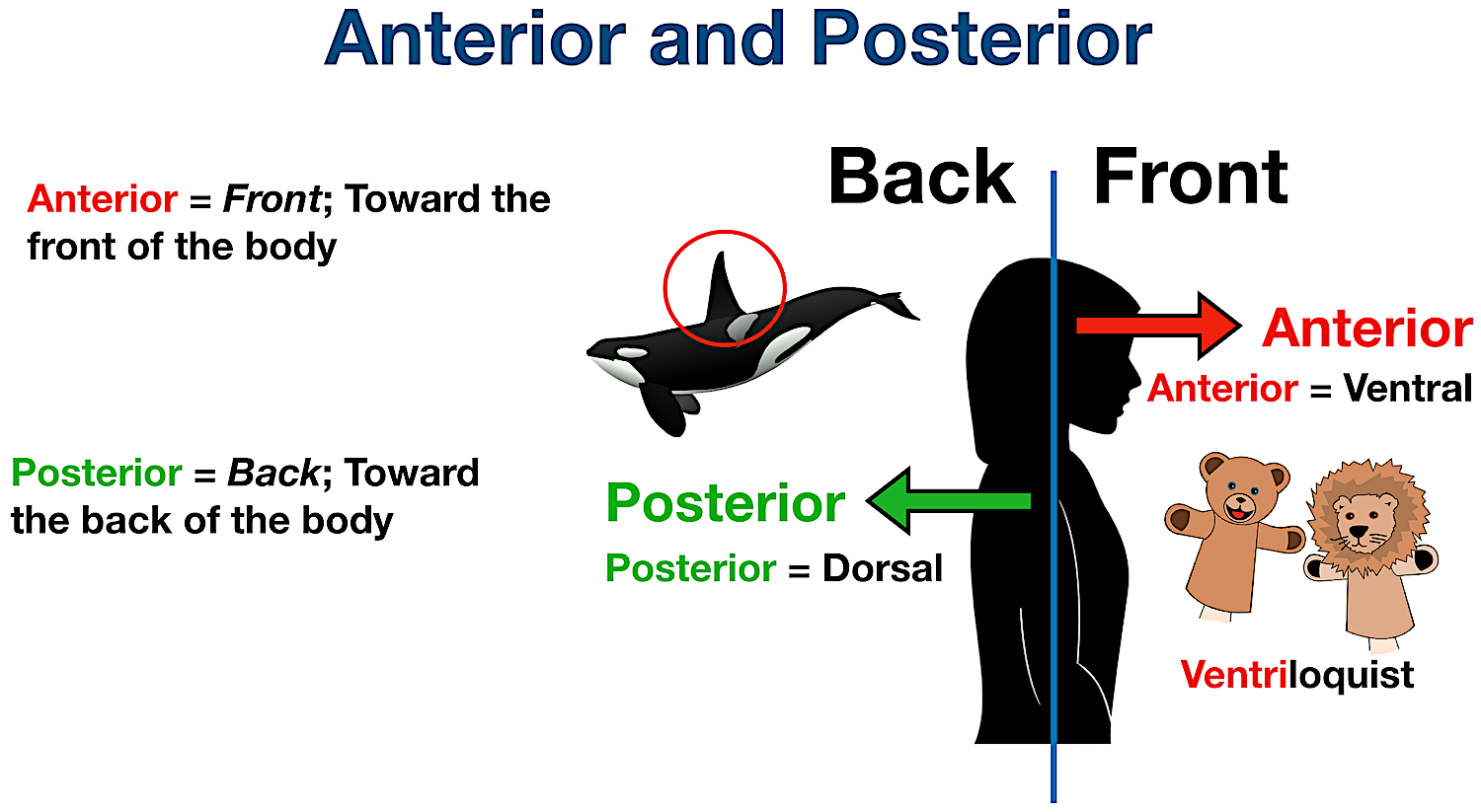 body cavities anterior ventral posterior dorsal definition