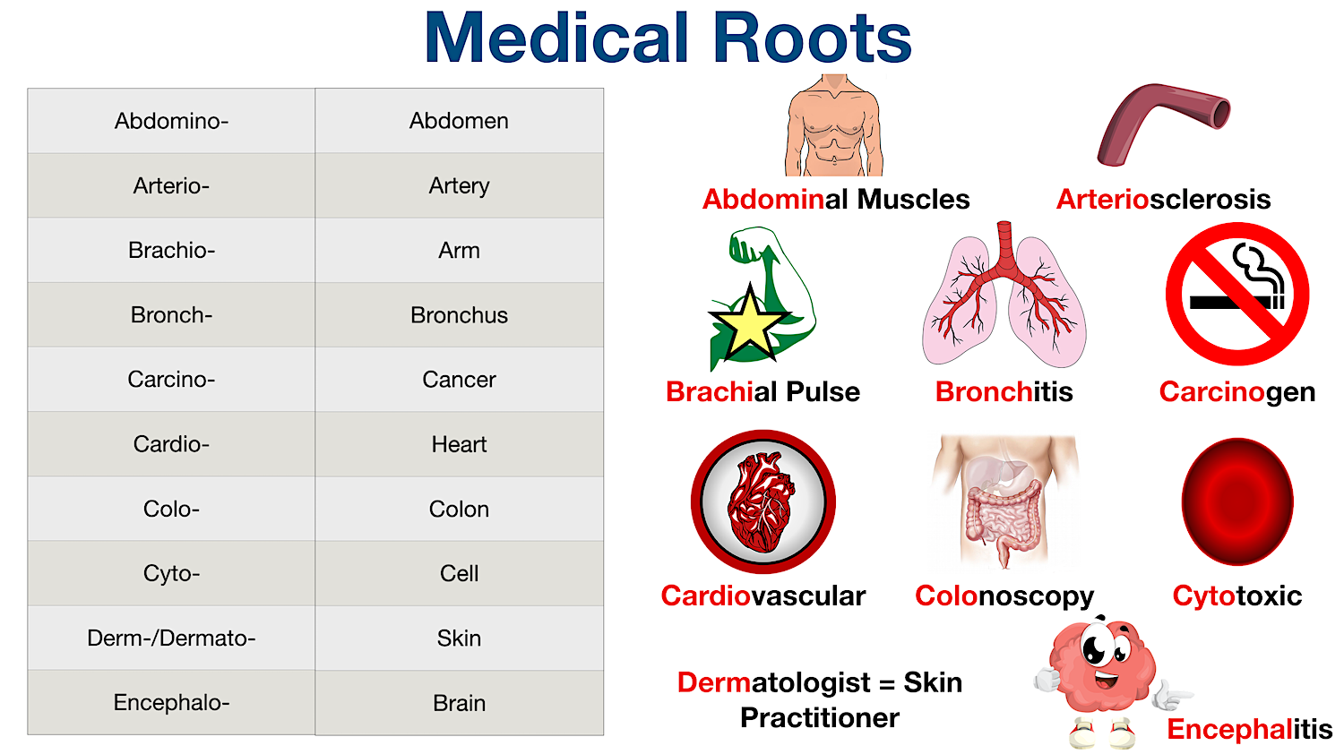 Medical Terminology: List of common root words