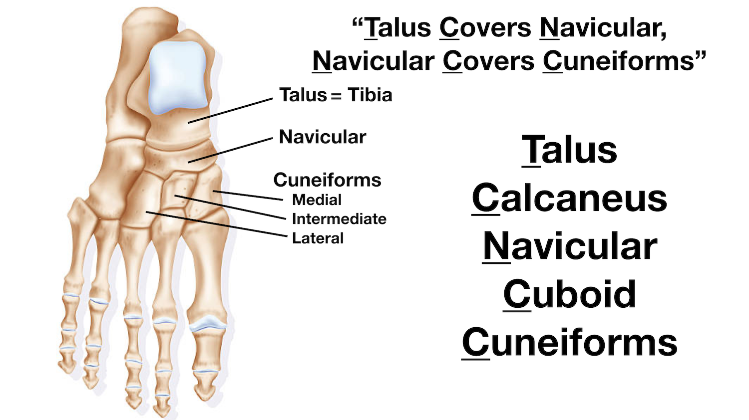Image: The cuneiform bones are located in the distal tarsal row of the foot below or distal to the navicular, and they articulate with the navicular and metatarsals 1-3.