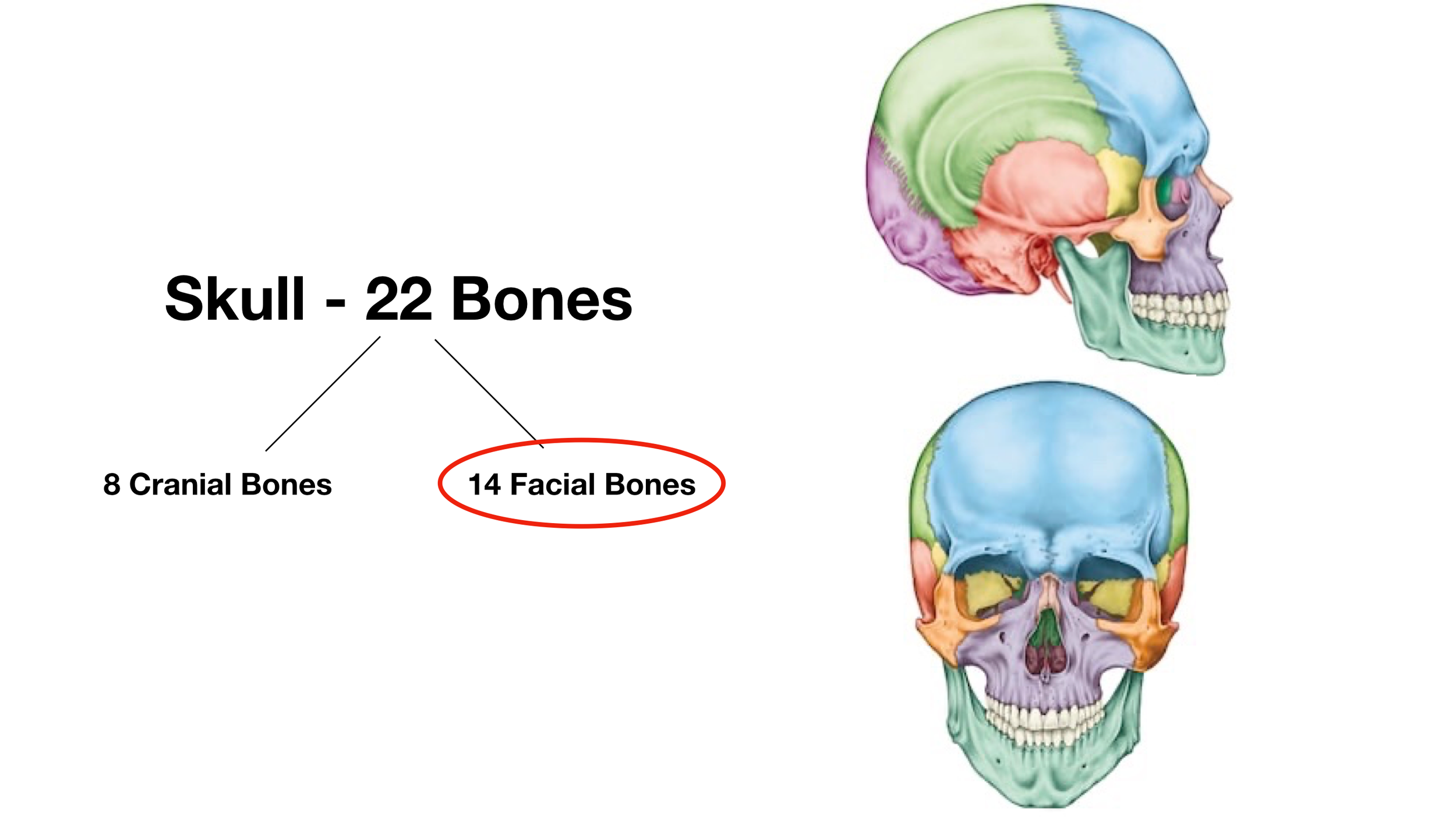 Image: The skull is made up of 8 cranial bones and 14 facial bones, for a total of 22 bones (excluding the ear ossicles and hyoid). We will focus on the 14 facial bones in this post.