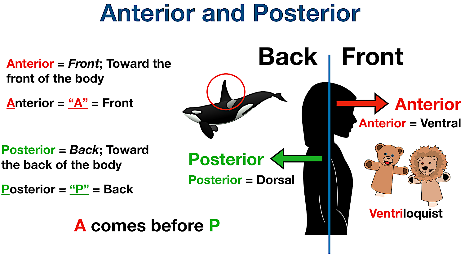 anatomical position directional terms ventral dorsal definition example labeled diagram