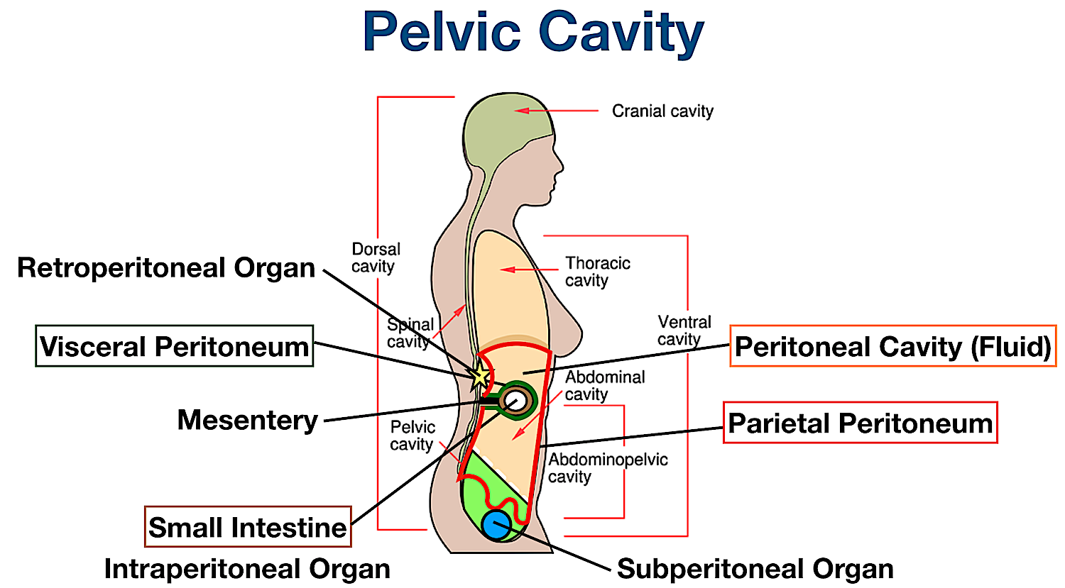 pelvic body cavity organs bladder peritoneum membrane