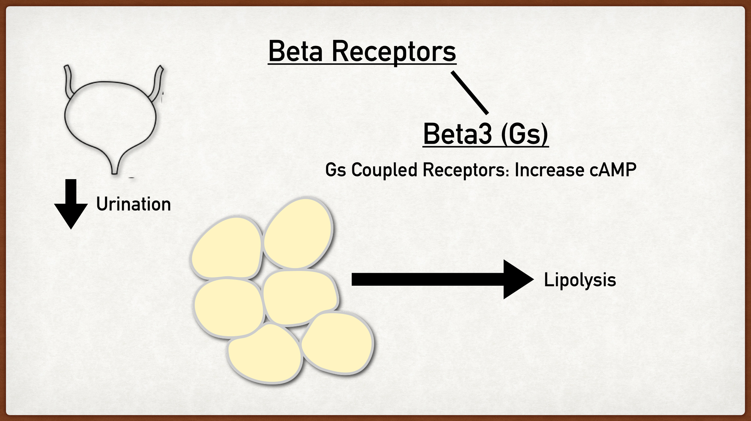 Beta3 receptors are coupled with Gs proteins and increase cAMP. They are primarily in adipose tissue leading to lipolysis as well as on the detrusor muscle of the bladder leading to bladder wall relaxation and decreased urination.