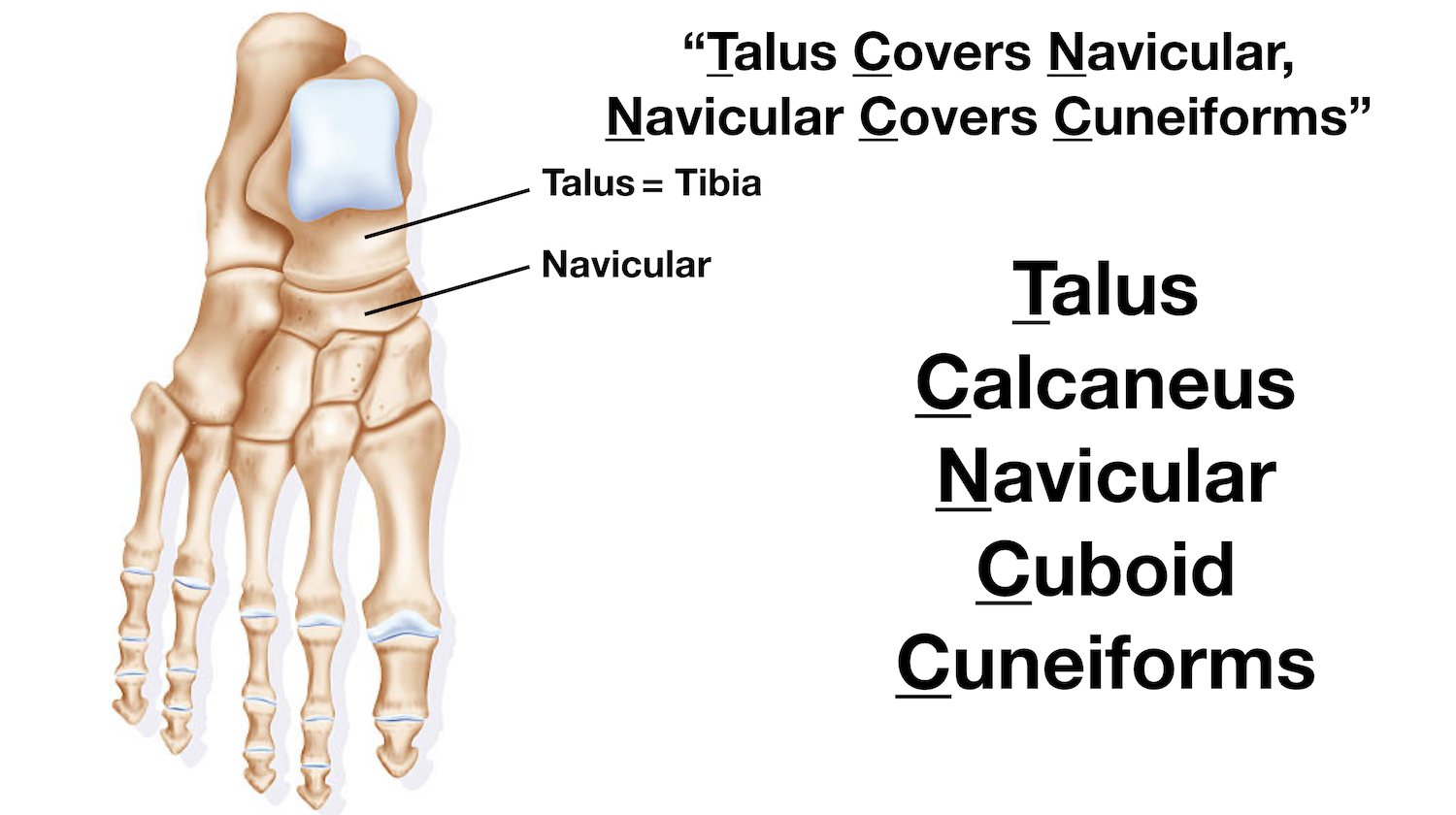 Image: The navicular is located in the intermediate tarsal row of the foot below or distal to the talus, and it articulates with all the tarsal bones except the calcaneus.