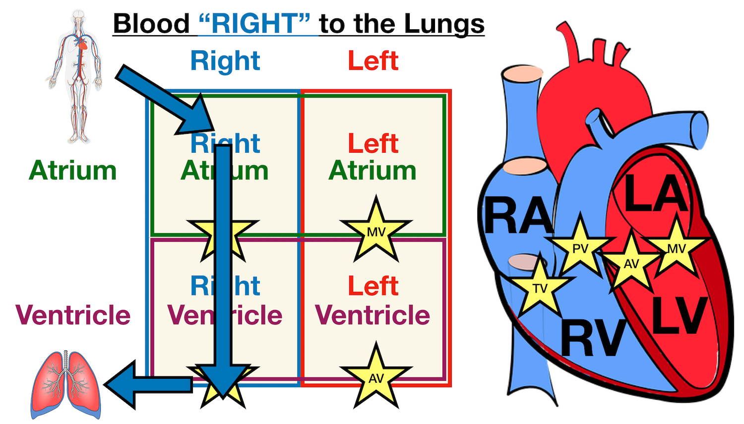 Heart Anatomy: Labeled Diagram, Structures, Blood Flow, Function of ...