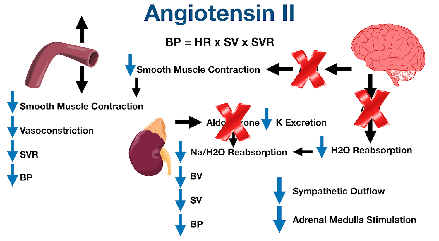 Decreased levels of angiotensin II from ACE inhibitors will decrease sympathetic outflow augmentation, as well as decrease stimulation of the adrenal medulla.