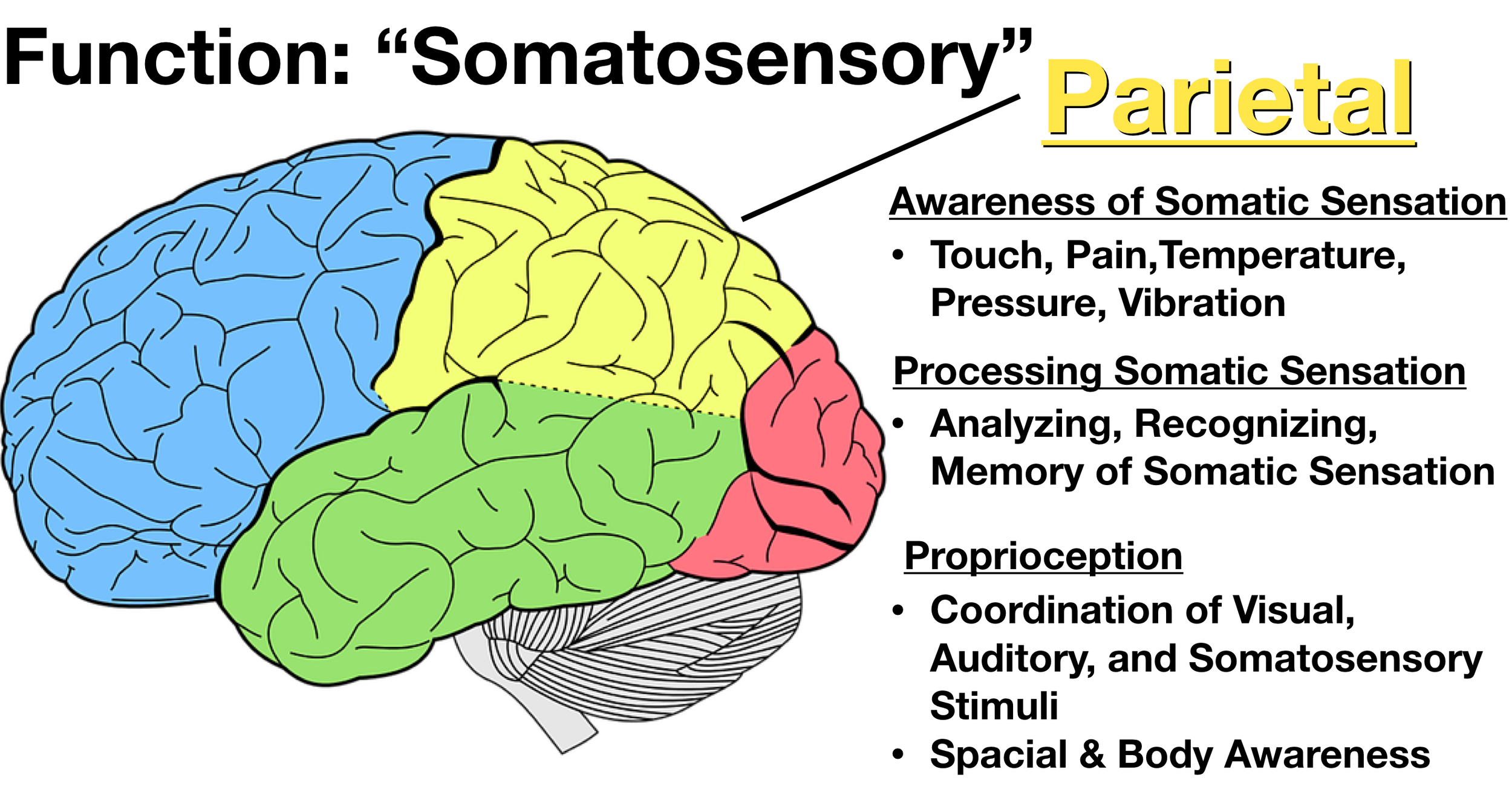 Image: The parietal lobe (yellow) is involved in awareness, processing, analyzing, and recognition of somatosensory stimuli such as touch, pain, temperature, pressure, vibration, etc. The parietal lobe also plays a role in proprioception.