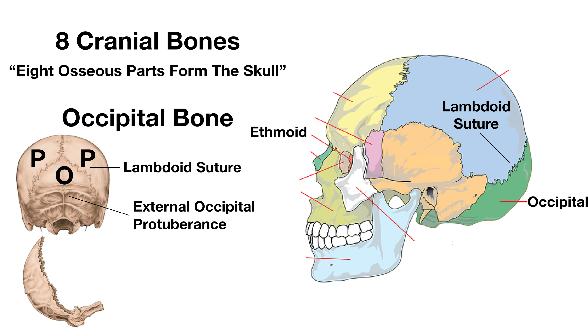 Image: The external occipital protuberance (EOP) is the “bump” you can feel at the back of the skull and is the attachment point for some of the neck muscles.