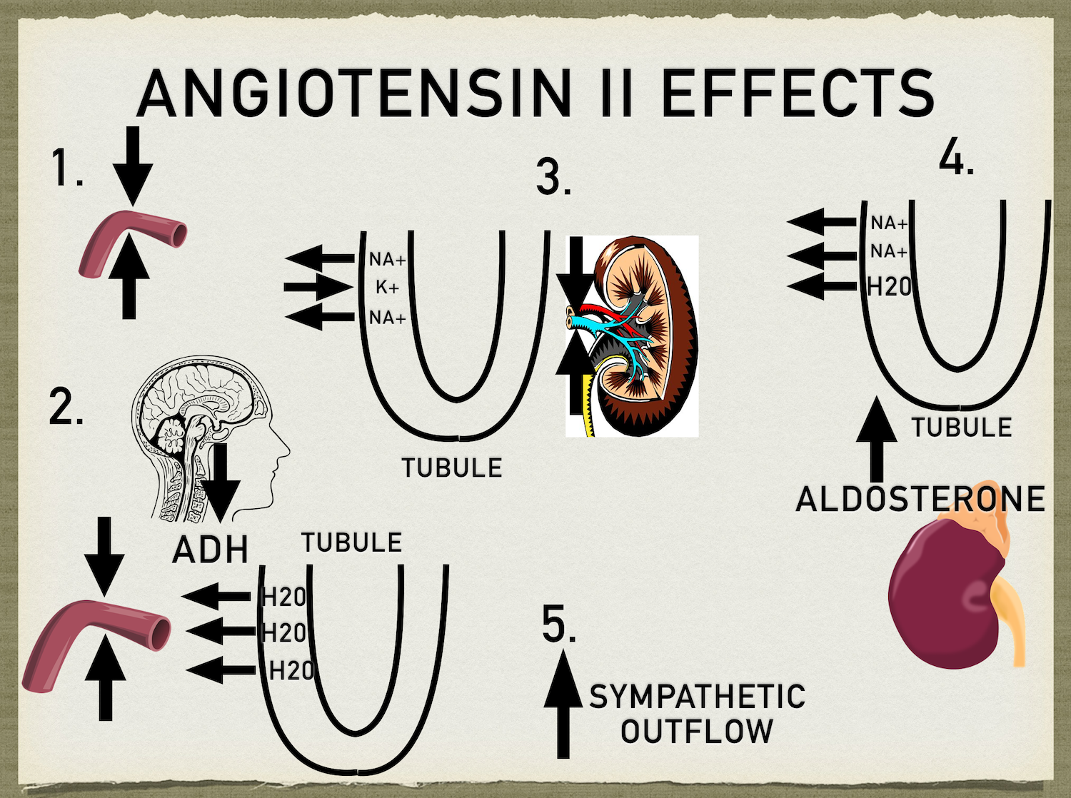 Renin-Angiotensin-Aldosterone System: Pathway Steps, Function ...