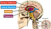 Ventricles of the Brain: Anatomy, Function, Labeled Diagram, Location ...