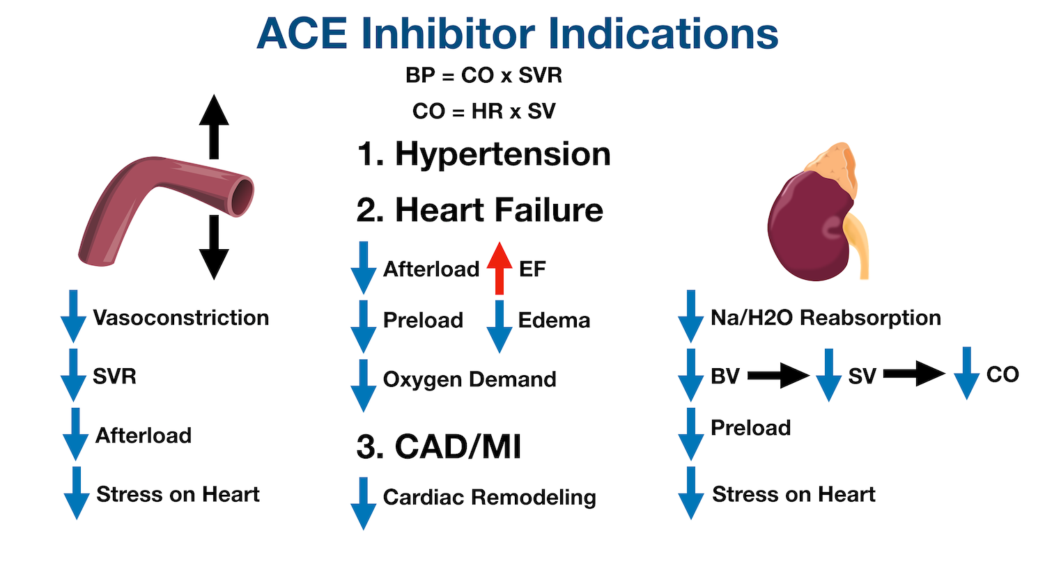 ACE inhibitors can decrease the cardiac remodeling that can occur from chronic hypertension, heart failure, coronary artery disease (CAD), or a recent myocardial infarction (MI).