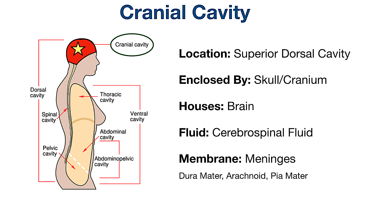 cranial body cavity labeled organs membranes diagram brain