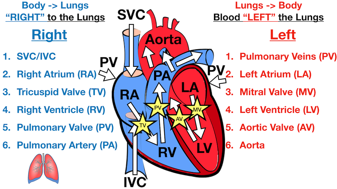 Diagram: Trick to remember the function of the left side of the heart is to pump oxygenated blood to the rest of the body - Blood that has “LEFT” the lungs.