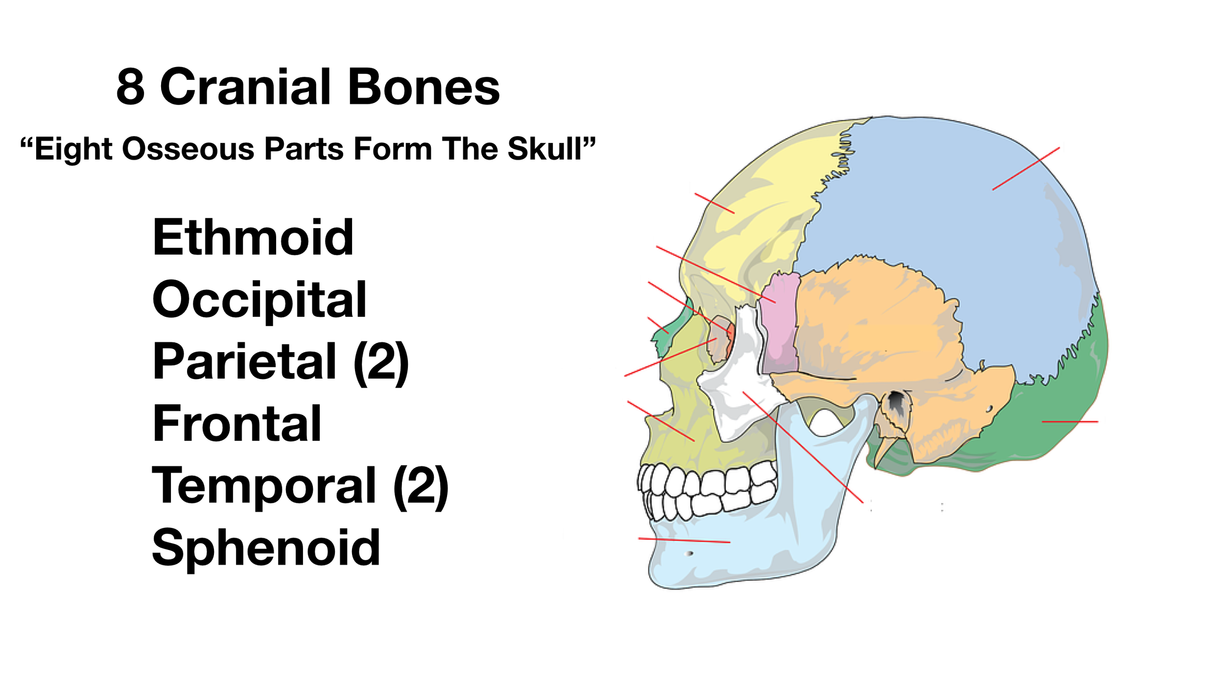 Image: The above mnemonic will not only help you remember the names of the cranial bones, but also there are 8 cranial bones (osseous parts) that form the skull.