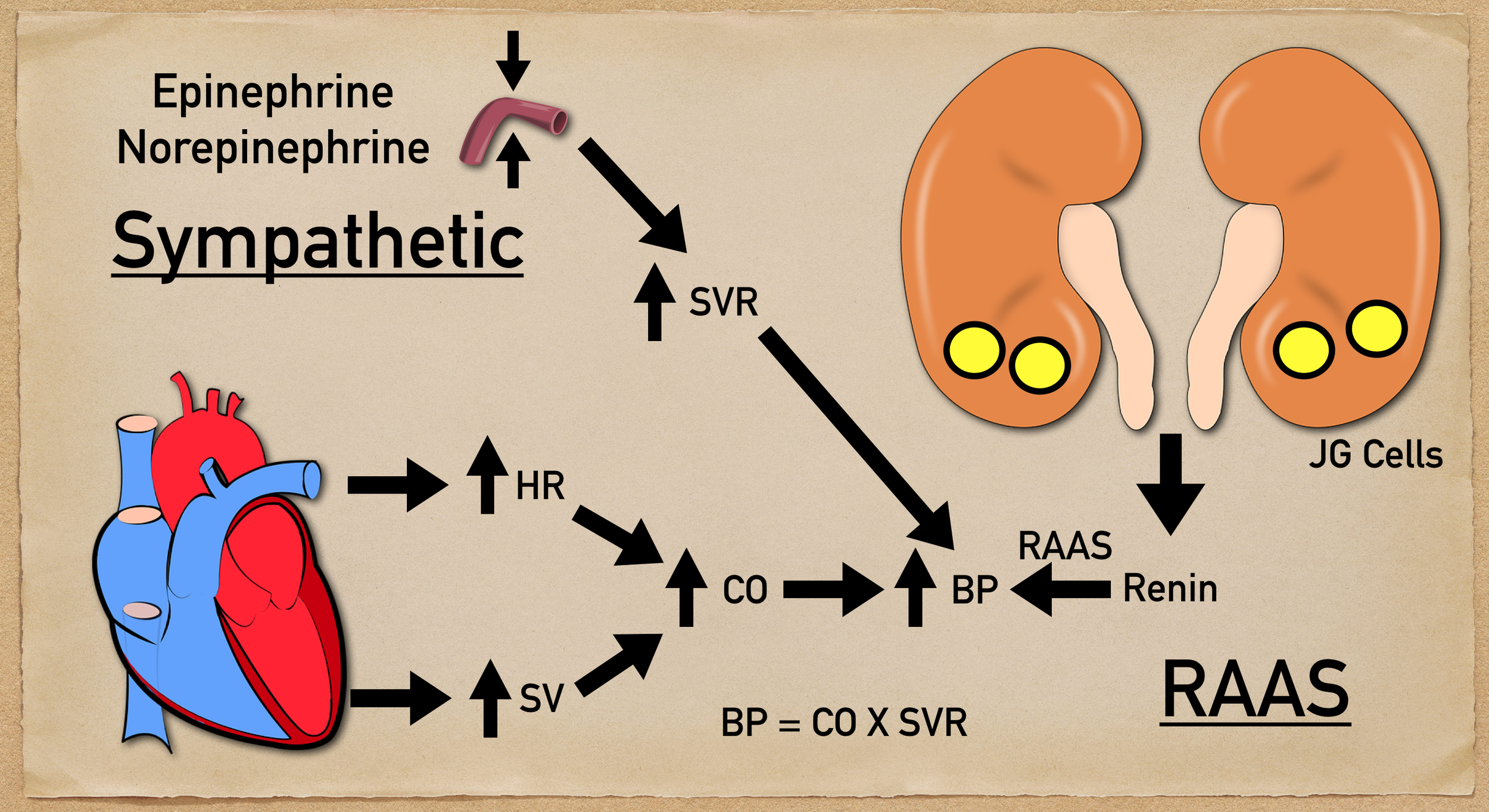 renin angiotensin aldosterone system