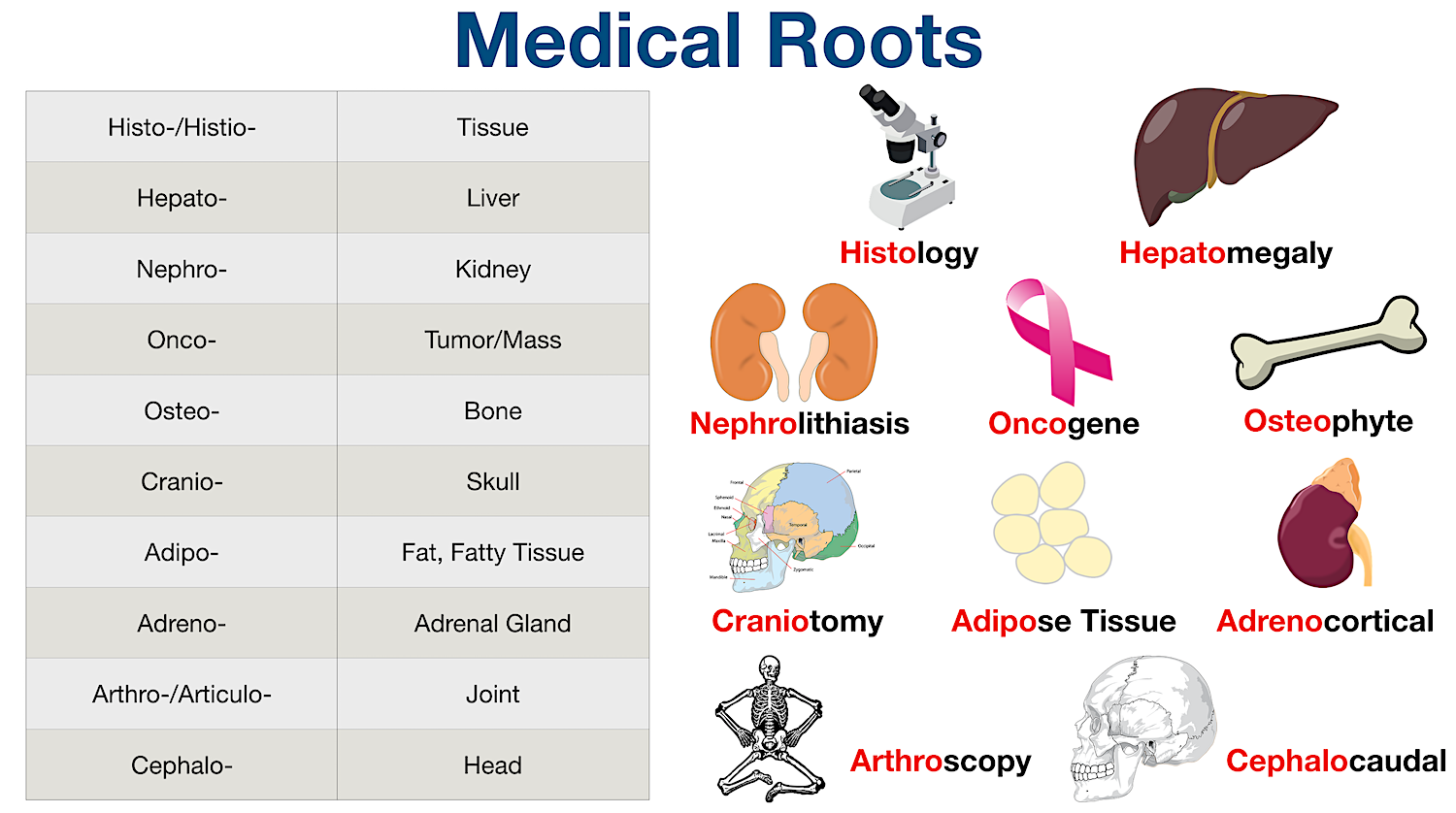 Medical Terminology: List of common root words