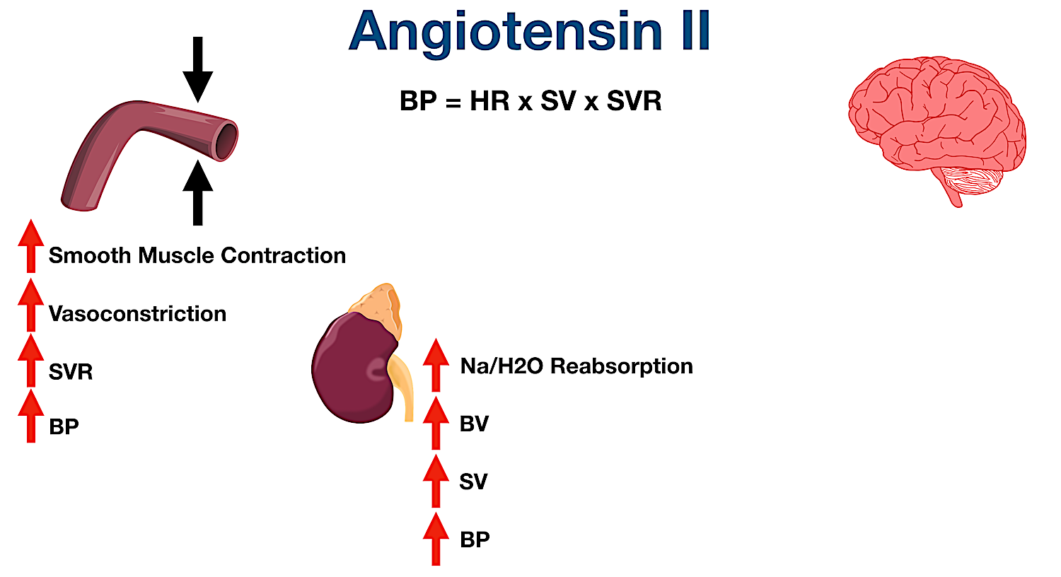 Angiotensin II stimulates sodium and water reabsorption in the proximal tubule of the nephron. This increases blood volume (BV), stroke volume (SV), cardiac output, and blood pressure (BP).