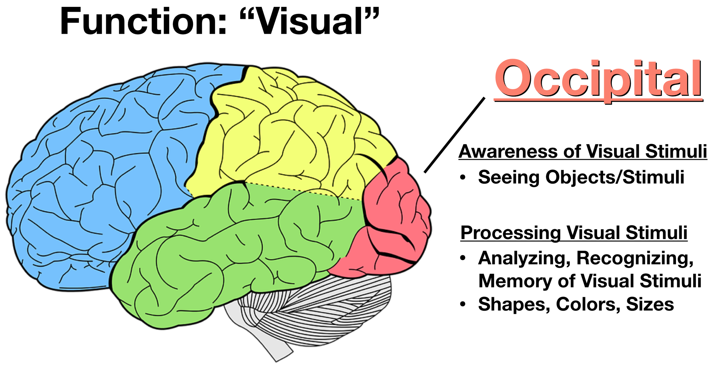 Image: The occipital lobe (salmon) is involved in awareness, processing, analyzing, and recognition of visual stimuli.