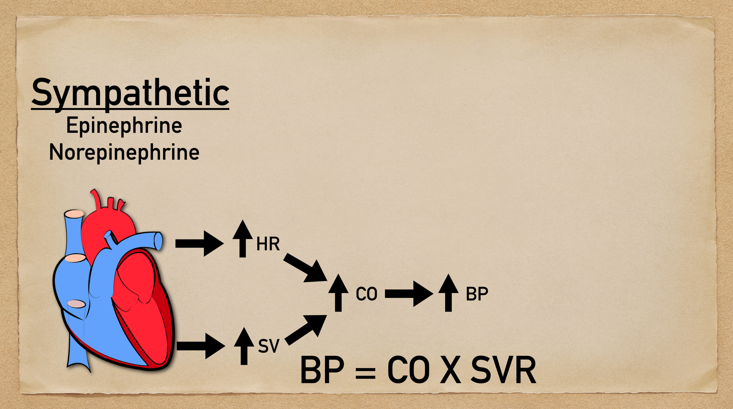 Increased sympathetic activity will increase cardiac contraction, which will increase stroke volume, which will increase cardiac output, which will increase blood pressure.