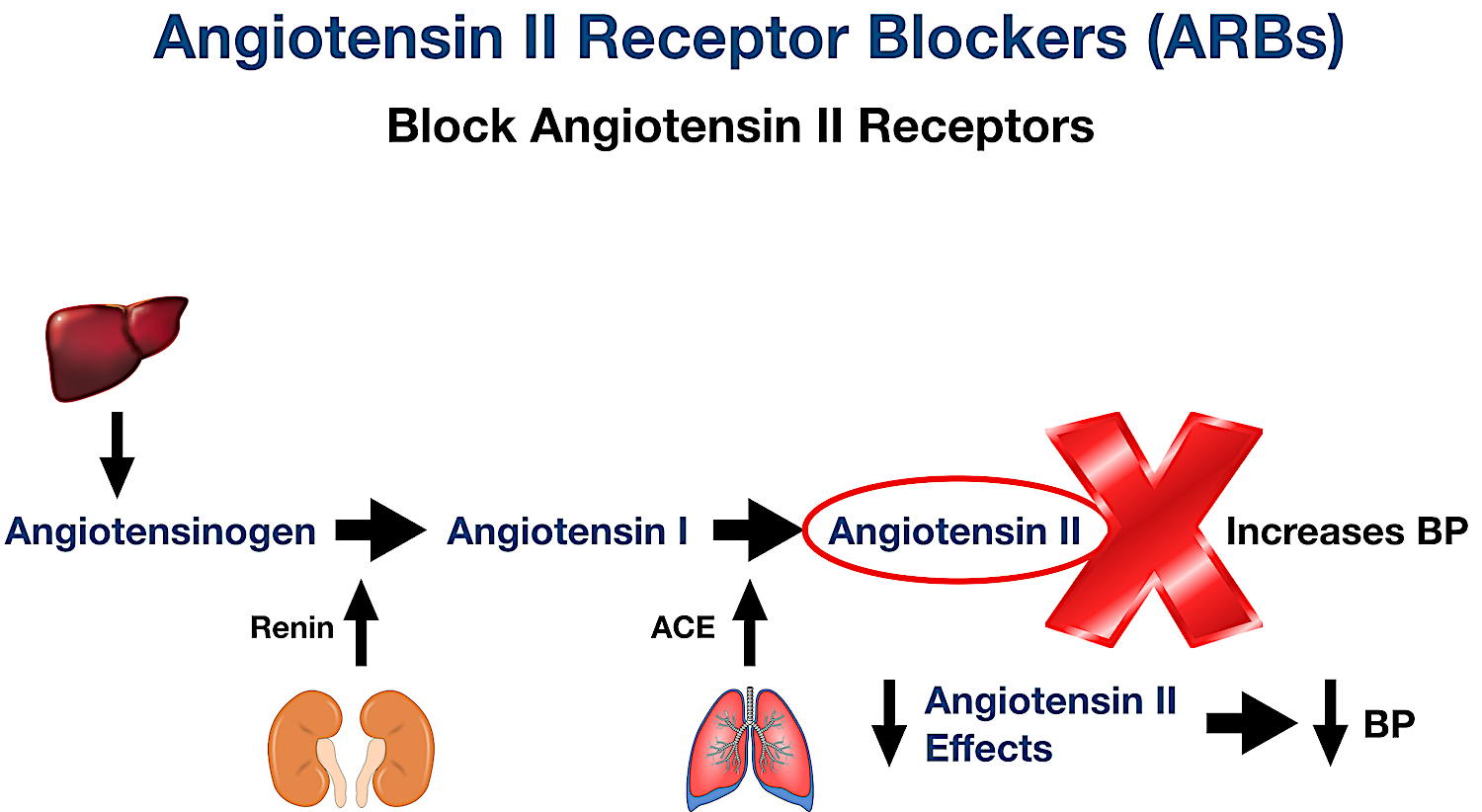 ARBs block angiotensin II receptors, thereby decreasing the effects of angiotensin II. Decreased angiotensin II effects will decrease blood pressure (BP).