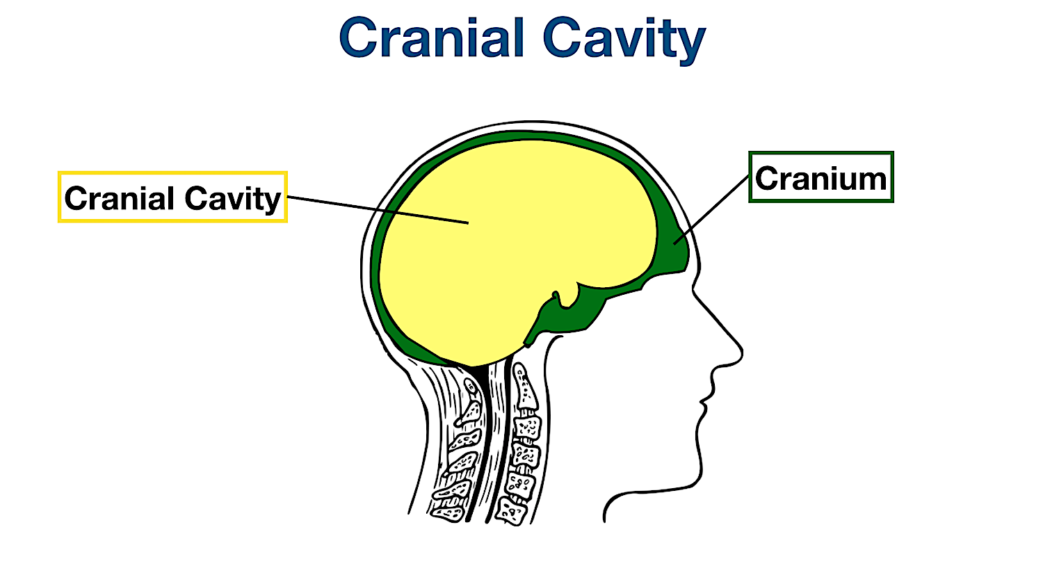 cranial dorsal body cavity labeled organs membrane diagram