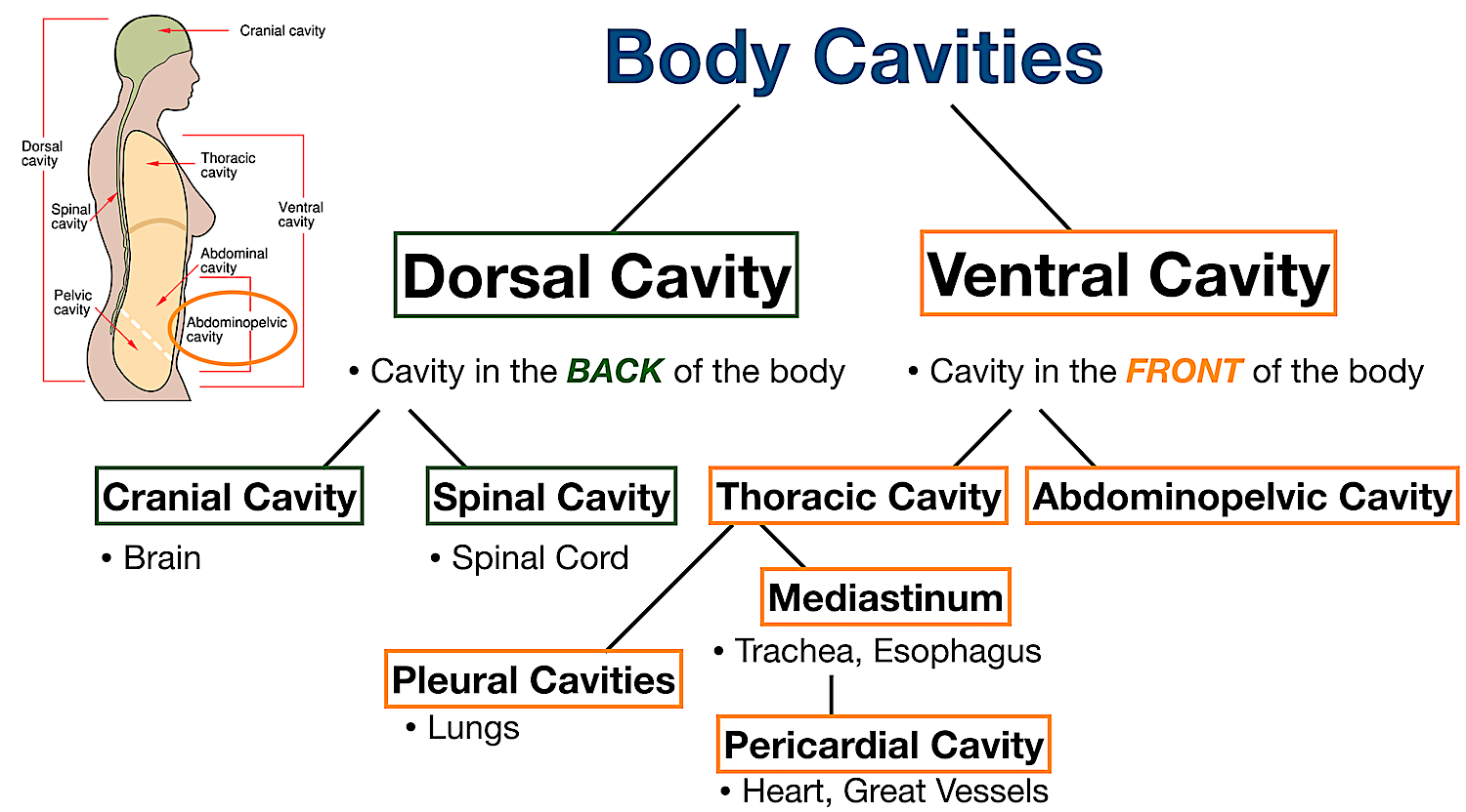 body cavities labeled diagram abdominopelvic