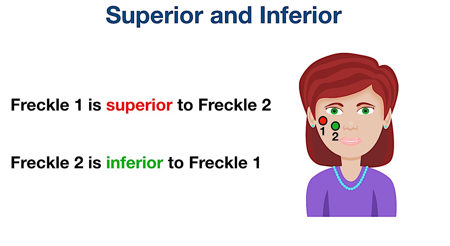 anatomical position directional terms superior inferior definition example diagram