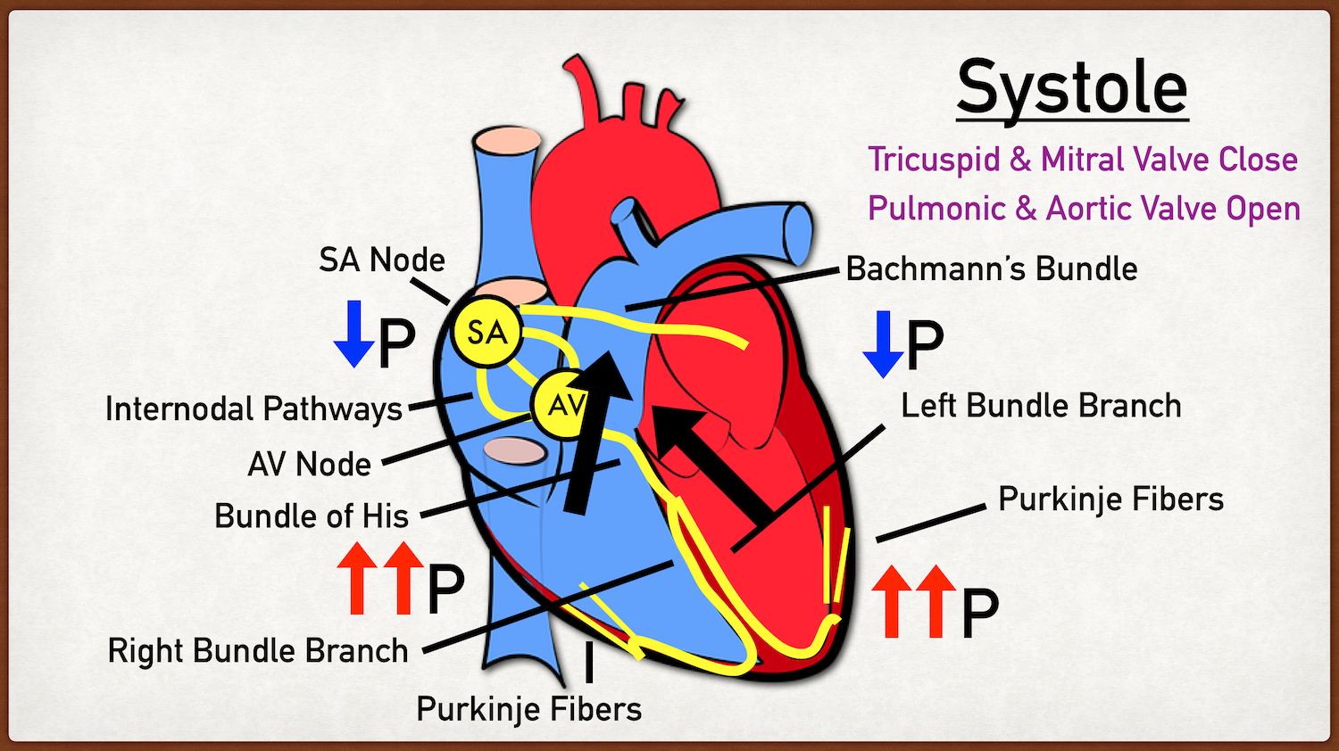 cardiac cycle diagram phases steps in order systole explained