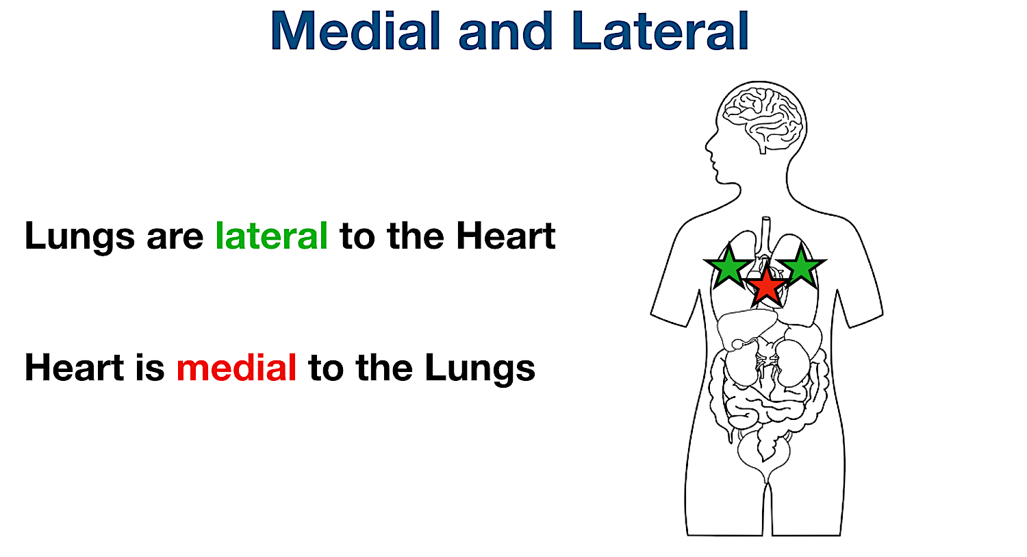 anatomical position directional terms medial lateral example diagram