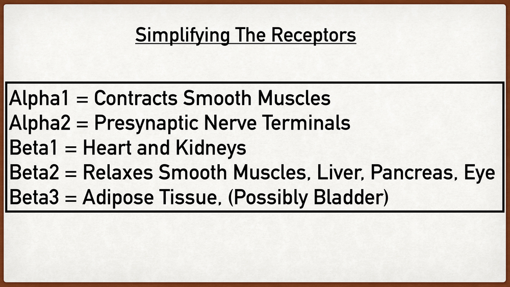 Beta Adrenergic Receptors: Types, Function, Location, Stimulation ...