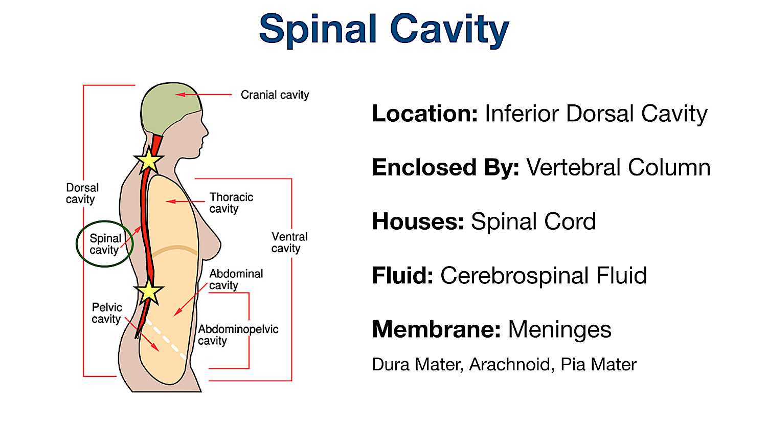 spinal body cavity labeled organs membranes