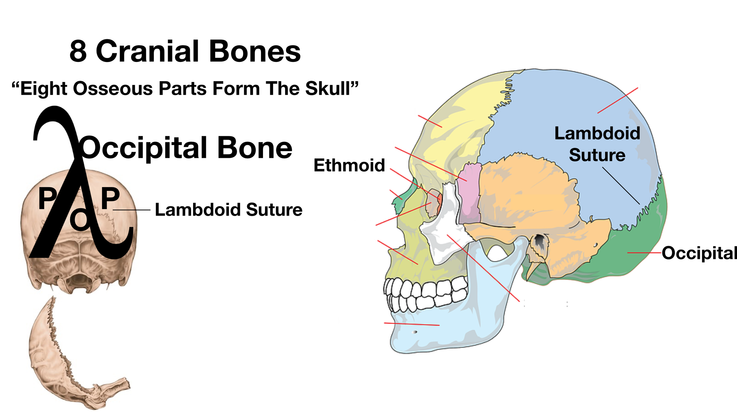 Image: The lambdoid suture is shaped like the lambdoid symbol.
