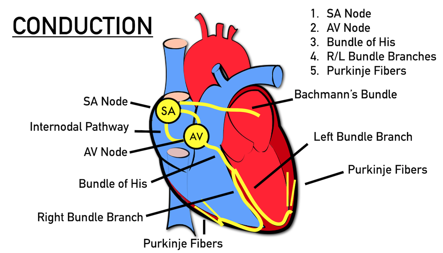 Cardiac conduction system of the heart: SA node, AV node, bundle of His, bundle branches, Purkinje fibers