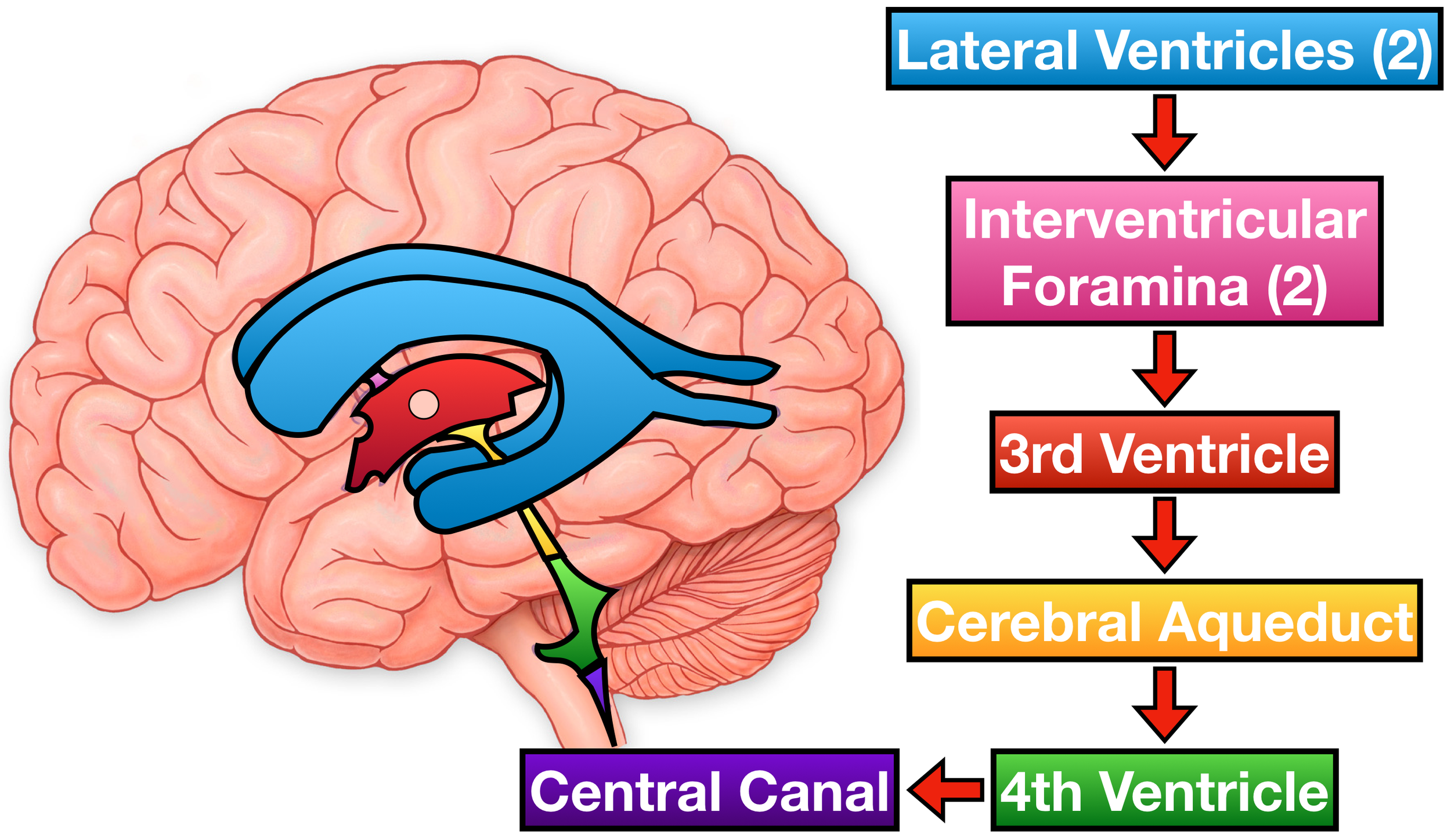 Ventricles of the Brain: Anatomy, Function, Labeled Diagram, Location ...