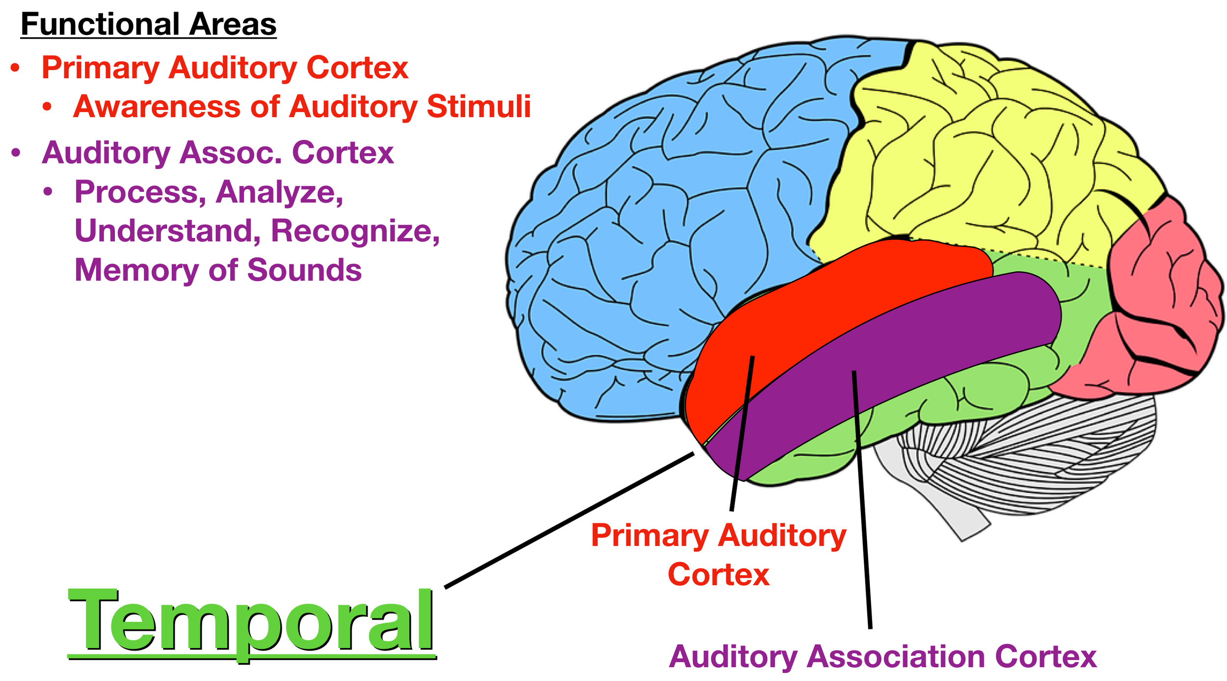 Image: The auditory association cortex (purple) analyzes and processes auditory stimuli to help us recognize and understand sounds.